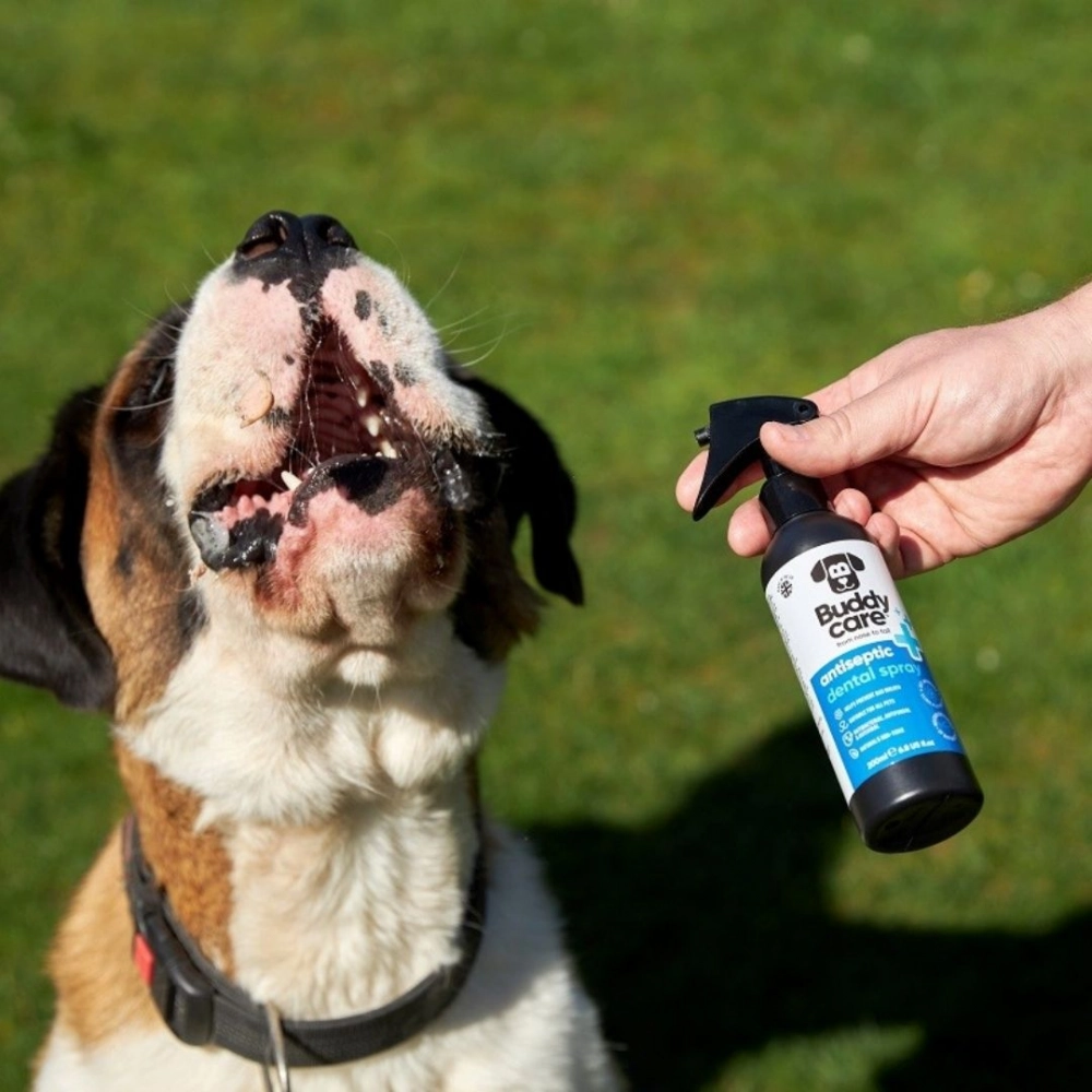 Spray antyseptyczny do zębów dla zwierząt domowych | Buddy Care